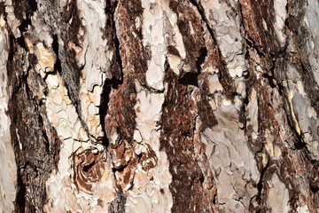 Bilder und Videos suchen: parkbaum