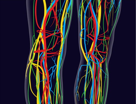 Medically accurate vector illustration of knees and legs, includes nervous system, veins, arteries, heart, etc.