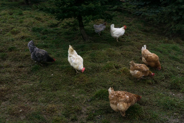 hens fair farm free running. cock