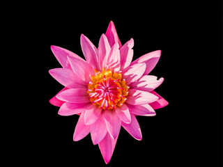 Lotus or waterlily