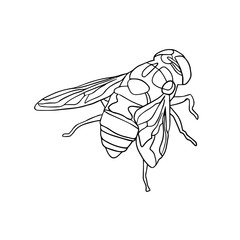 Hand drawn insect vector scribble icon illustration .