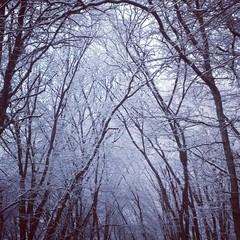 Blue trees. Woods background.