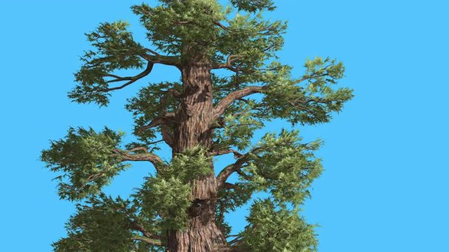 Western Juniper Trunk And Branches Sunny Coniferous Evergreen Tree is Swaying at The Wind Green Needle-Like Scale-Like Leaves Tree in Windy Day