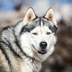 Fototapeta premium Portrait of a sled dog, Husky dog