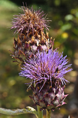 Allassac (Corrèze)