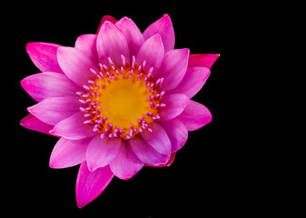 Lotus or waterlily