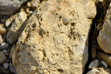 отпечатки реликтовых раковин моллюсков (prints of relic seashells)