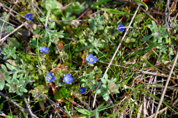 голубые цветы звездчатки (blue flowers of the starwort)