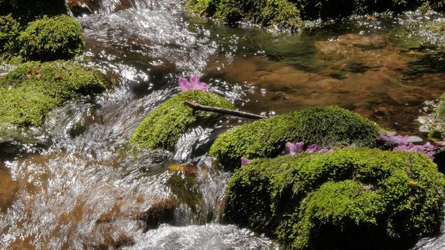 Forest creek stream flowing water