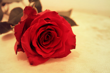 Rote Rose für Romantiker