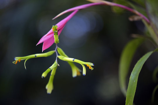 Bromeliad Billbergia distachya