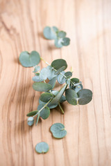eucalyptus
