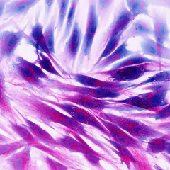 Real fluorescence microscopic view of human skin cells
