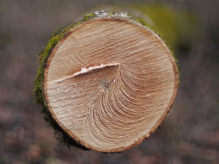 Jahresringe eines gerodeten Eschenbaumes