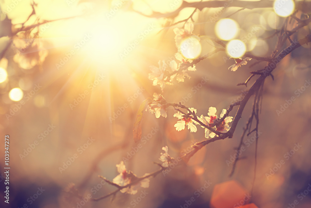 Poster Beautiful nature scene with blooming tree and sun flare