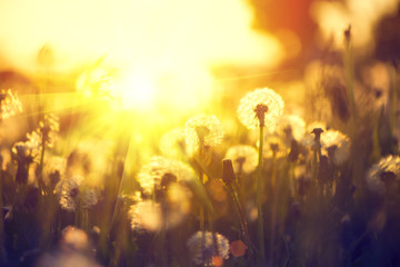 Spring dandelion field over sunset background