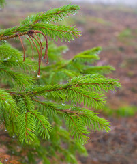 Branch of green spruce in drops water