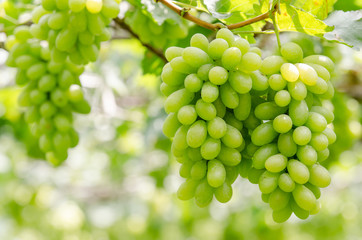 Ripe white grapes fruit