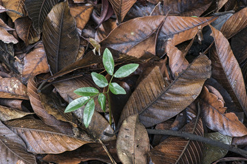 Plant sprouting in humus from the forest floor