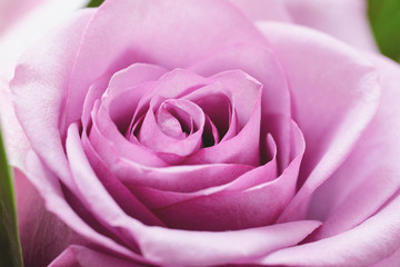 Dusty Rose; Elegant petals closeup. 