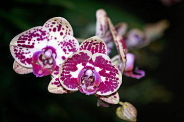 Orchid on blurred background