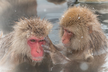 Obraz premium 温泉のおさるさん Japanese monkey in a hot spring