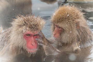 温泉のおさるさん　Japanese monkey in a hot spring