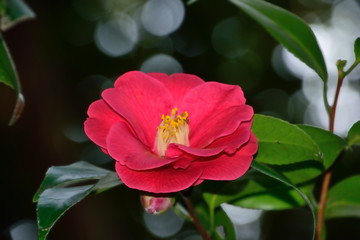 Obraz premium 椿の花