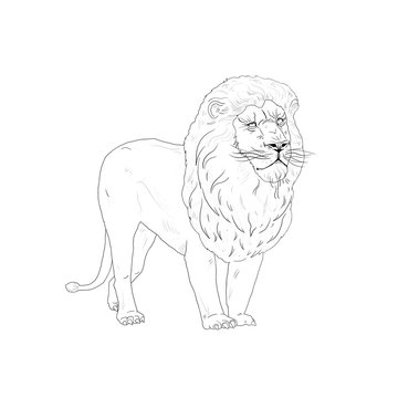 Lion King on white paper background. Black and white color Digital Illustration.