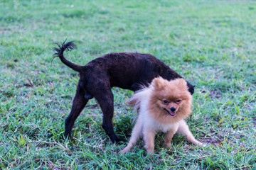 Pomeranian dog with frend in lawn, cute pet