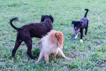 Pomeranian dog with frend in lawn, cute pet