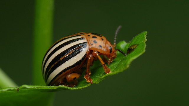 4K False Potato Beetle (Leptinotarsa juncta) 1