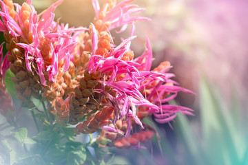 Flowers with blurred sunlight background