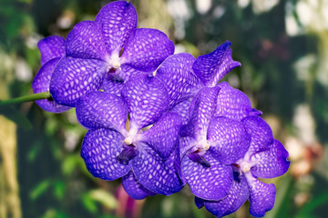Orchids on blurred background