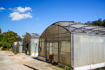Green house , young plants growing in a very large plant nursery