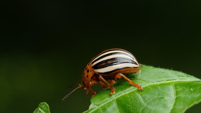 4K False Potato Beetle (Leptinotarsa juncta) 3