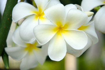 group of yellow white flowers of Frangipani, Plumeria,  with nat