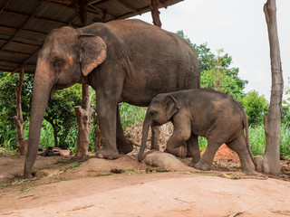 Fototapeta premium A mother elephant with her baby at elephant village, Thailand.