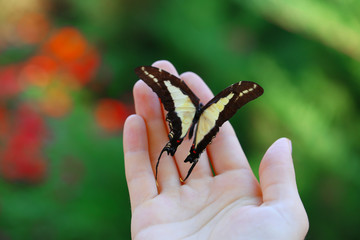 Colorful butterfly in female hand, close-up