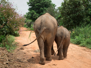 Rear view of an elephant with her baby at elephant village, Thai