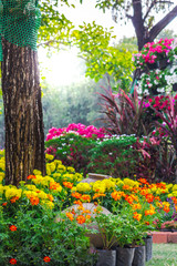 Fototapeta na wymiar Flowers in the garden./ Landscaped flower garden with lots of colorful blooms with sun flare.