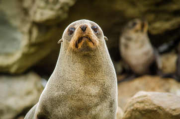 fur seal