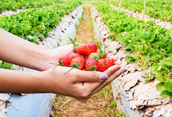 Fresh strawberries in female hands. Fresh strawberries handpicke