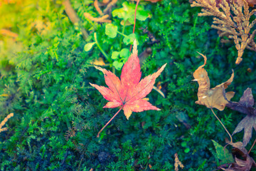 Red Yellow autumn maple leaves on fresh spring green grass