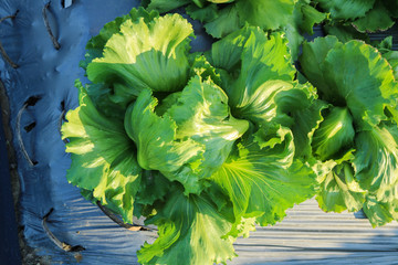 Iceberg lettuce