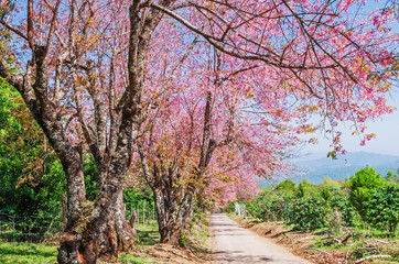 Fototapeta na wymiar Beautiful cherry blossom trees, Chiang Mai, Northern of Thailand
