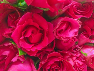Group of Red Rose