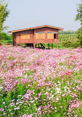 Cosmos flowers garden and wooden home in rural