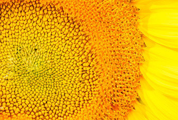 close-up of sunflower.