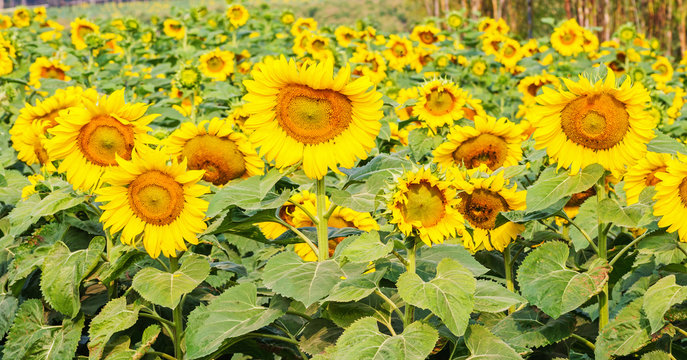 Sunflower field